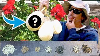 Collecting Free Seeds and Plants From the Dump! Money Saving Life Hack!