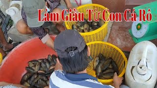 Ⓜ️Làm Giàu Từ Con Cá Rô Đầu Nhím | Tận Dụng 500mv Ao Nuôi Cá - Chú 5 Thu Nhập vài Chục Triệu Mỗi Vụ.