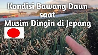 KEADAAN BAWANG DAUN SAAT MUSIM DINGIN DI JEPANG🇯🇵