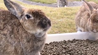 The rabbit, looking quite content, is super cute!