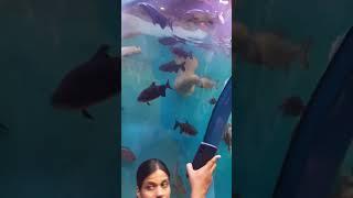 Aqua Tunnel Fish Show at Mangalore @GlobeGemish #aquatank #tunnel #fishshow #mangalore