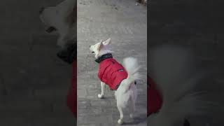 Duggu | The Extremely Sensitive Dog | Dog Lover | Pet Love | Chandigarh