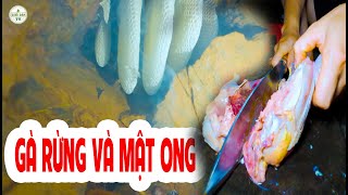 Một Chuyến Săn Ong Vất Vả Và Món Thịt Gà Rừng Xào Chanh Gừng ✧ Suối Bản TV