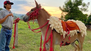 COLOQUEI UMA TRAIA TOP NO MEU BURRO PEIXOTO