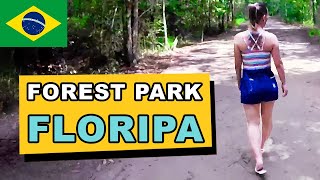 Walk in Brazil, RELAXING walk tour in a Forest Park in Floripa, Santa Catarina + Wild little monkeys