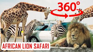 VR - 360 video AFRICAN LION SAFARI Hamilton.