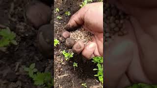 Que abono poner Amis plantas de cilantro #viralvideo #suscribete