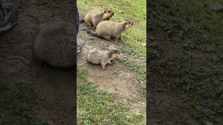 Cute Friendly Chubby Himalayan Marmots#cutemarmot #cuteanimals #marmot #marmota #wildlife #animals