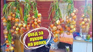 РЕПЧАТЫЙ ЛУК. Уход, Полив, Подкормка, Мульча!! Секреты хорошего урожая. Личный опыт