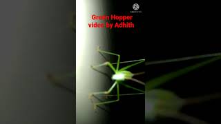 green hopper (പച്ച പുൽച്ചാടി)#video #videography #trending