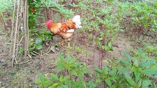 Tiger Rooster, Tiger rooster sound in Udoypur village