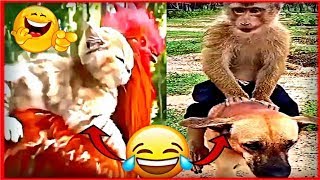 فيديوهات مضحكة جدا 2025 😂 مواقف كوميدي و مقاطع قطط مضحكة جدا 😂 #1