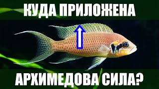 Куда приложена архимедова сила?