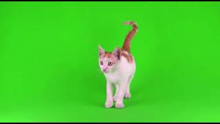 #кошки на зелёном экране #футажи #cats on green screen #footage