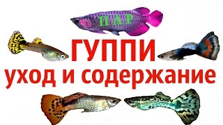 АКВАРИУМНЫЕ РЫБКИ ГУППИ, УХОД,СОДЕРЖАНИЕ И КОРМЛЕНИЕ .Poecilia reticulata