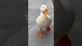 Rainy day duck things. #fyp #happy #funny #rain #cute #cuteanimals