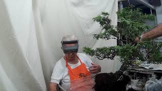 tip rehutilizar sustrato de tu bonsai