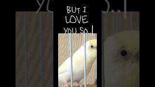 I love you so… | edit of my birds…