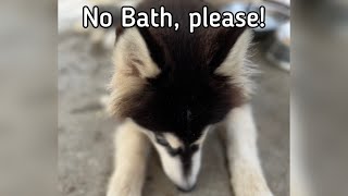 Husky taking a bath | Liz Vlog