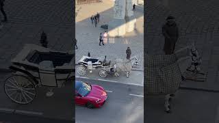 Porsche vs Horse in Vienna #ferrari #shorts #shortsvideo