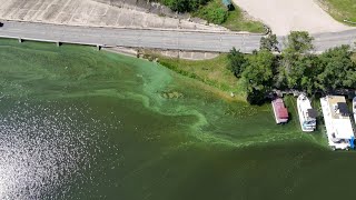 Drone video of the harmful algae bloom in Hardy Dam Pond