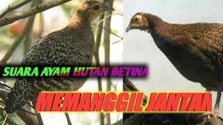 SUARA AYAM HUTAN HIJAU BETINA MEMANGGIL JANTAN... |Gallus varius Green Junglefowl, Javan Junglefowl