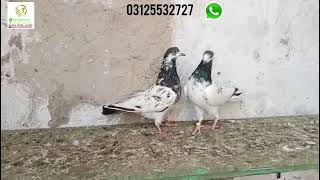 Sialkoti Kabootar | Aqeel Pigeon Master |