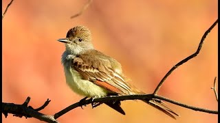 Ash-Throated Flycatcher - Pat O'Neil Bird ID's