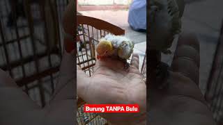 Binatang Aneh, Burung Berbulu Tipis #shorts #animals