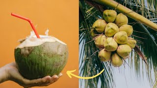 1 Hari berburu kayu dan memetik kelapa hijau langka #cocomelon #coconut #survival