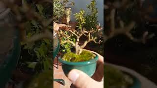 Bonsai mame estilo escoba de granado (Punica granatum). 7 cm. #shorts