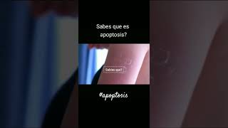 Sabes que es #apoptosis?