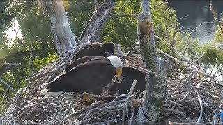 Redding Eagles~ 2024 May, 25 ~ Fish For Breakfast 🐟 Self Feeding Attempt! Happy Eight Weeks Old! 💞