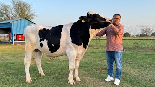 India’s Best HF Bull - Game Changer at Hisar Sperm Biotech