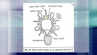 WATER VASCULAR SYSTEM 02