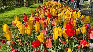 A trip to tulip fields of Amsterdam…Keukenhof