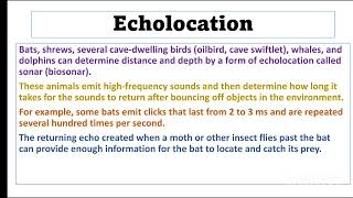 What is Echolocation/ Zoology by Miller and Harley