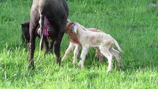 New born baby of sheep || ताजा जन्मा हुआ बकरे का बच्चा