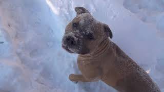 Odin in the snow