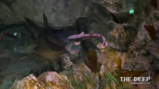 Bull huss / Nursehound feeding time