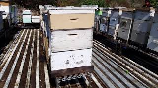 Prince of Peace Abbey apiary visit PART 2