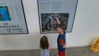 Penguins at the Oceanarium - Oriente Lisbon, Portugal