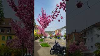 🌸Sakura,Kirschblüte,Cherry Blossoms🌸📍Rotbuchstrasse Zürich🇨🇭#sakura #kirschblüte #cherryblossom