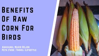 Benefits Of Raw Corn For Birds || Nutrition Value Of Corn || Is Corn Good For Birds Health