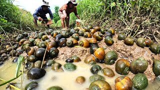 wow amazing! today found a lots of big snails in canal of field- field snails and crabs