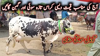 Low And Middle Prices Milking Cows Today Prices On Gondal Maweshi Mandi || My Life Channel