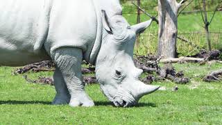 Prächtiges Nashorn beim Gras fressen