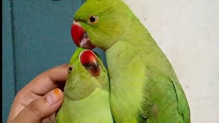 तोता तोती का प्यार से सर खुजलाता हुआ🥰🤗💕#parrot#love#cute#shortvideo#shorts#parrotvideo#parrottalking