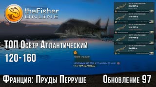 Fisher Online - Франция : Пруды Перруше (2024) - Осётр Атлантический # 15/1