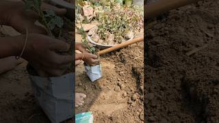 village lady Plant work#entertainment #bangladesh #funnyvideo #foryou #plants